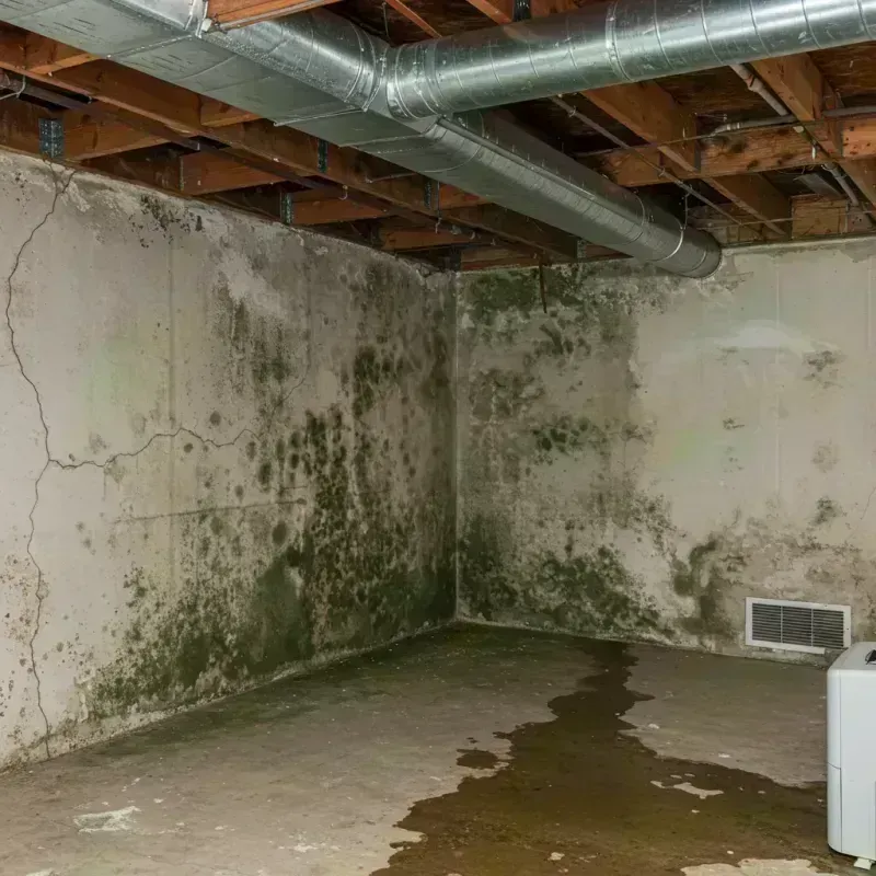 Professional Mold Removal in Macon, IL